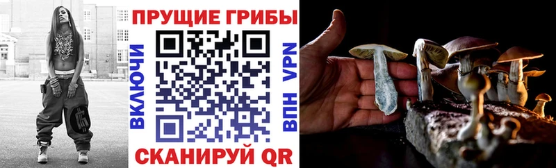 Псилоцибиновые грибы GOLDEN TEACHER  купить  сайты  Краснознаменск 